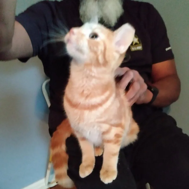 A young small-sized male Orange / Red Domestic Short Hair cat named Peachy for adoption in Shelbyville, IN