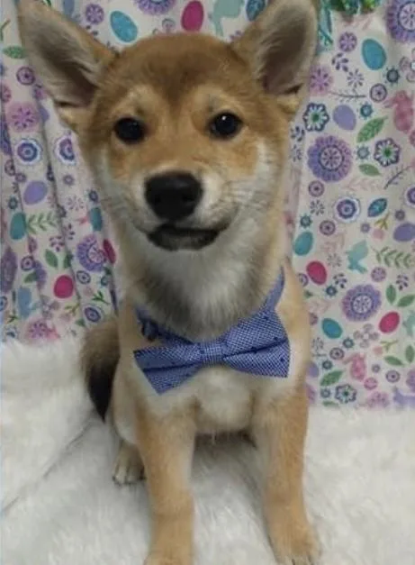An adult small-sized male Red / Chestnut / Orange Shiba Inu dog named Itachi for adoption in Plant City, FL