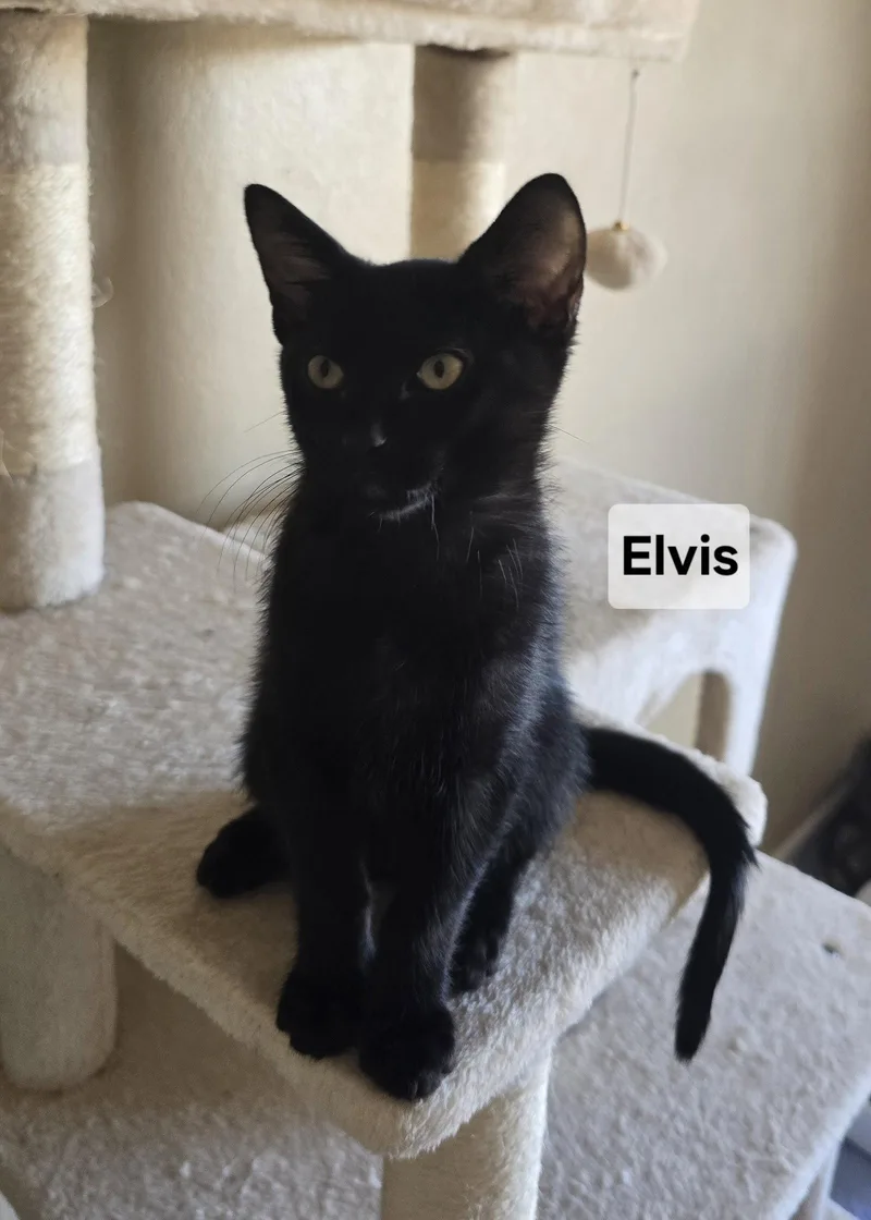 A young medium-sized male Domestic Short Hair cat named Elvis for adoption in Phoenix, AZ