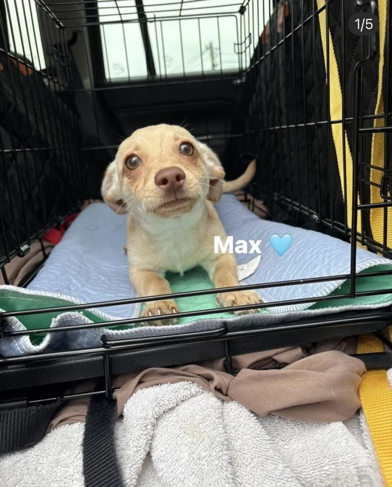 A baby small-sized male Dachshund dog named Max for adoption in Brookshire, TX