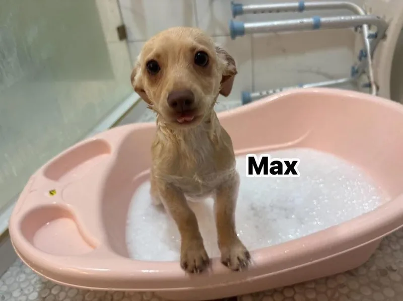 Max thumbnail 2