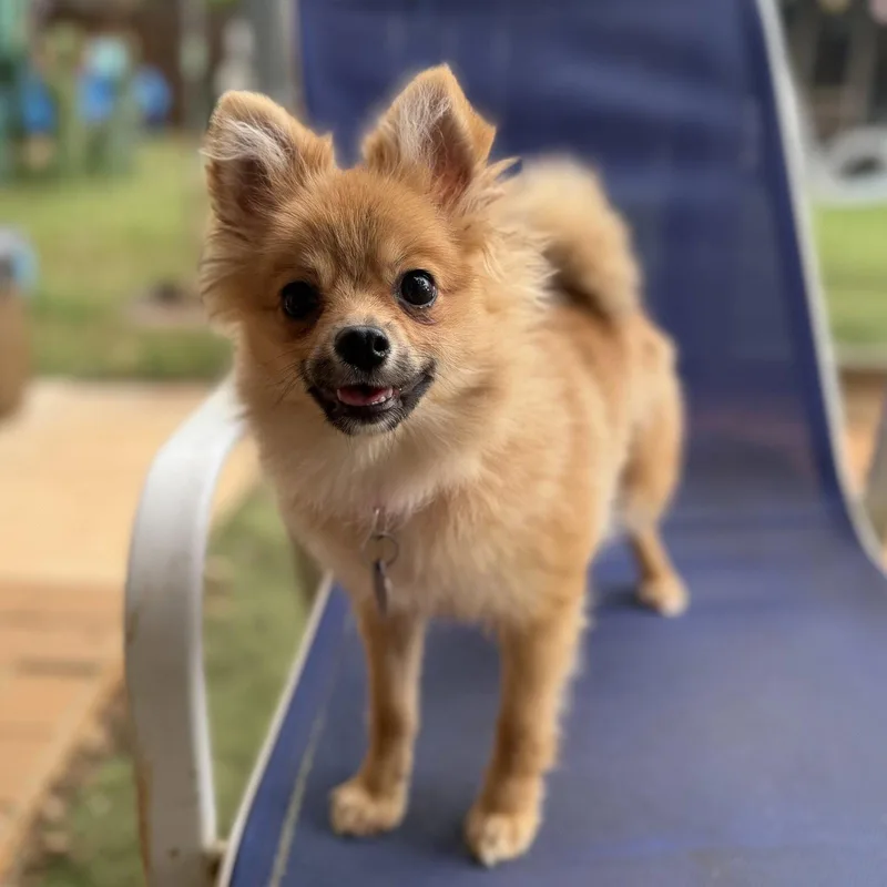 A baby small-sized female Pomeranian dog named Ziti for adoption in Garland, TX