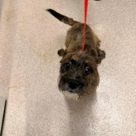 A young small-sized male Terrier dog named Stryker for adoption in Horn Lake, MS