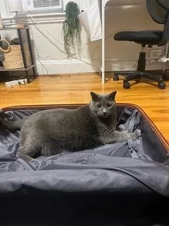 A senior extra large-sized male Domestic Short Hair cat named Bo for adoption in Melrose, MA
