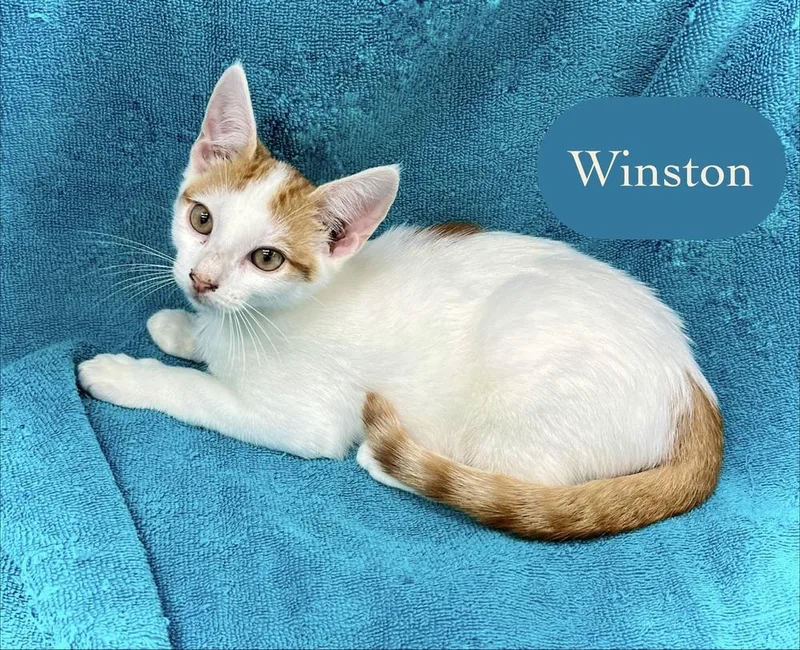 A baby small-sized male Orange & White Domestic Short Hair cat named Winston for adoption in Chalfont, PA