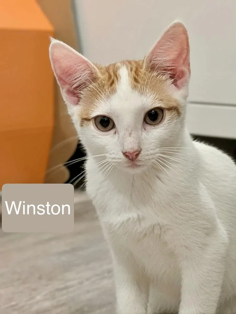 Winston thumbnail 5