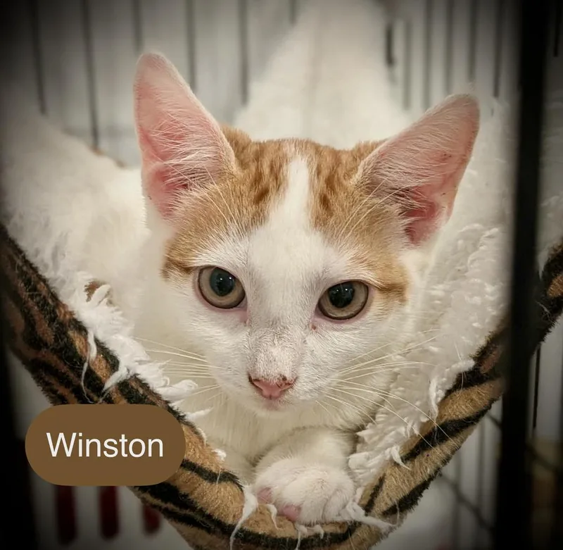 Winston thumbnail 6