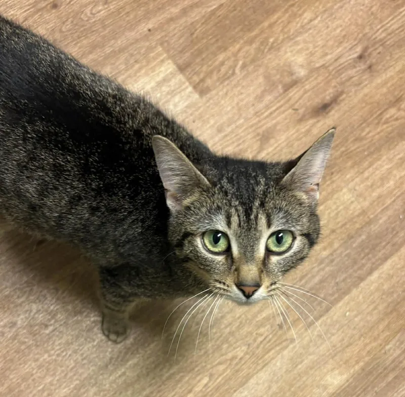 A young small-sized female Tabby (Brown / Chocolate) Domestic Short Hair cat named Boo Boo for adoption in Hartville, OH
