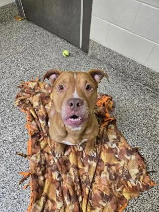 An adult large-sized male Pit Bull Terrier dog named Zeus for adoption in Westland, MI