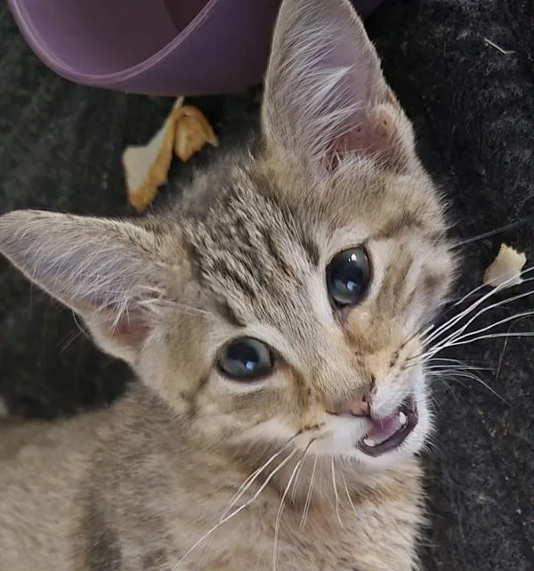 A baby small-sized female Domestic Short Hair cat named Vf Tiger Lilly for adoption in Lawrenceville, GA