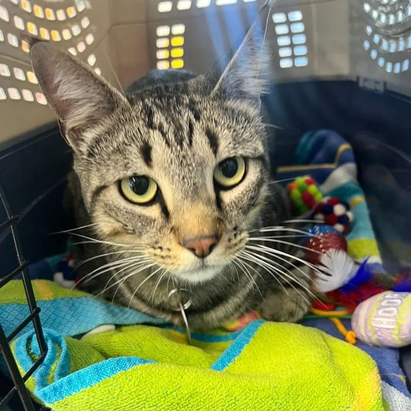 An adult medium-sized male Tabby (Orange / Red) Domestic Short Hair cat named Jake for adoption in Kingman, AZ