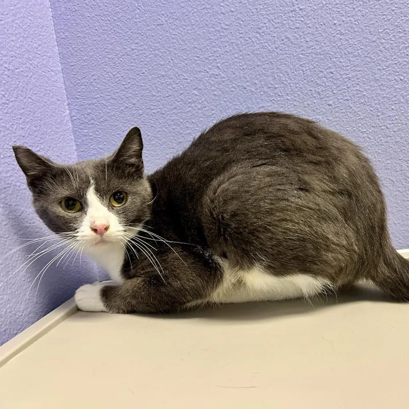 A young medium-sized female Gray / Blue / Silver Domestic Short Hair cat named Penny for adoption in Henderson, NV