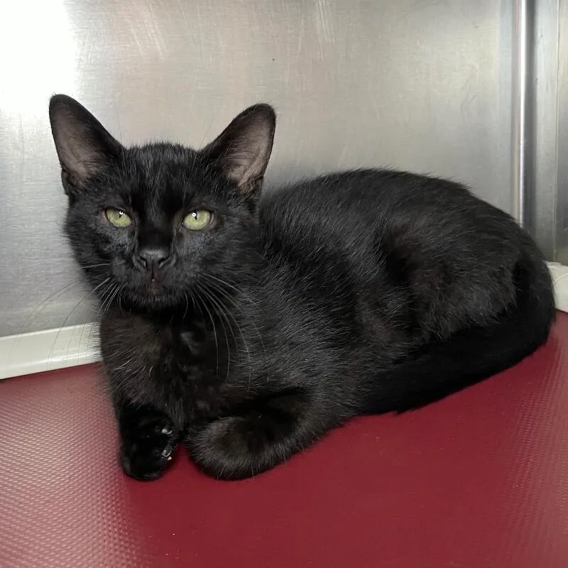 A young medium-sized male Domestic Short Hair cat named Dwight for adoption in Roanoke, VA