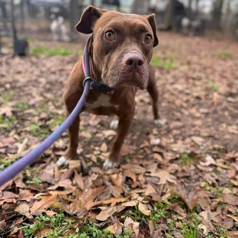 An adult medium-sized female Golden American Staffordshire Terrier dog named Otono for adoption in Long Island City, NY