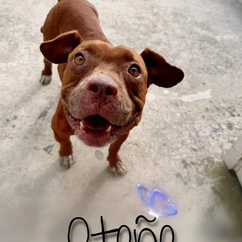 Otono thumbnail 2