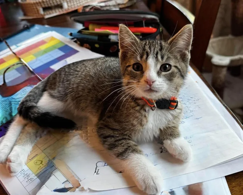 A baby medium-sized male Domestic Short Hair cat named Coby for adoption in Rochester , NY