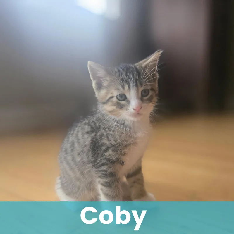 Coby thumbnail 5