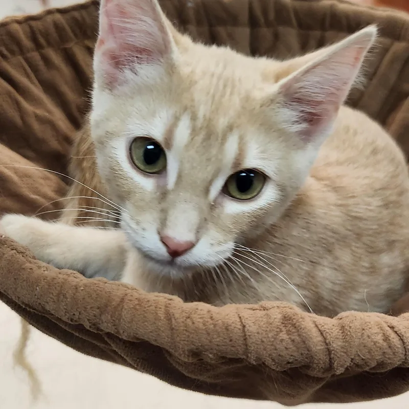 A baby small-sized male Buff / Tan / Fawn Domestic Short Hair cat named Copper for adoption in San Antonio, TX