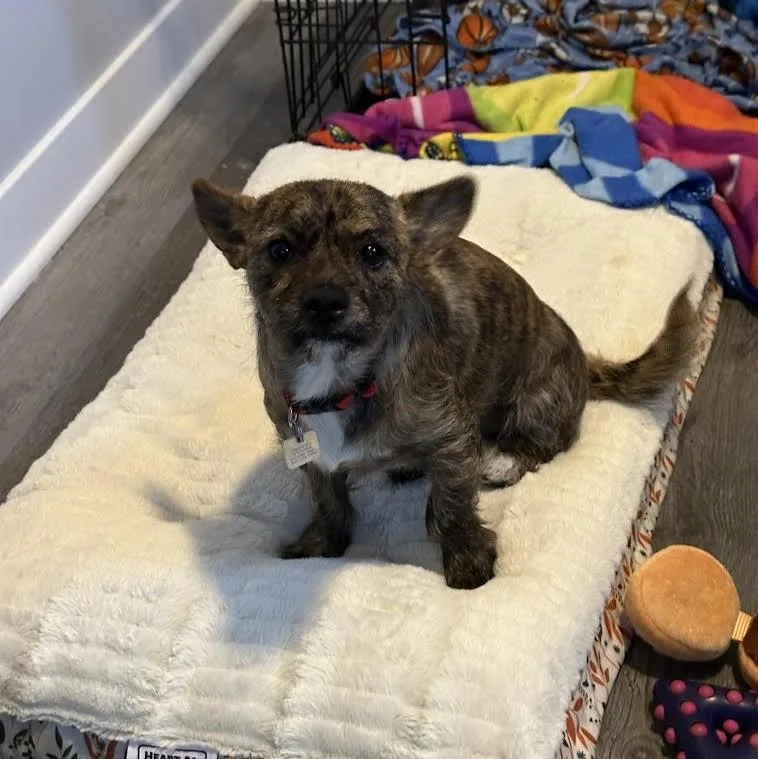 A baby small-sized male Chihuahua dog named Papi for adoption in Barrington, IL