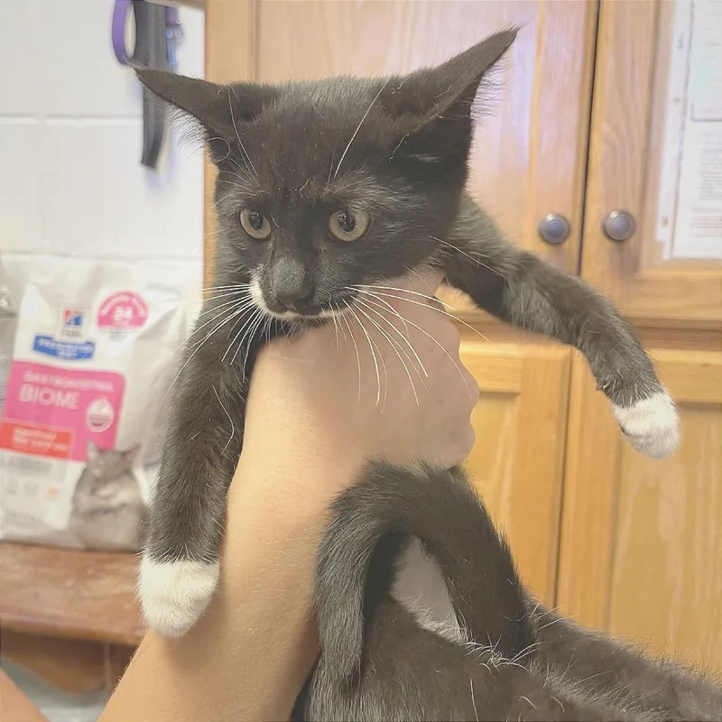 A baby small-sized female Domestic Short Hair cat named Sapphire for adoption in Albert Lea, MN