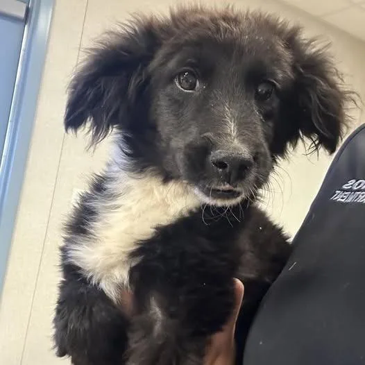A young small-sized female Black Border Collie dog named 26-873 for adoption in Los Banos, CA
