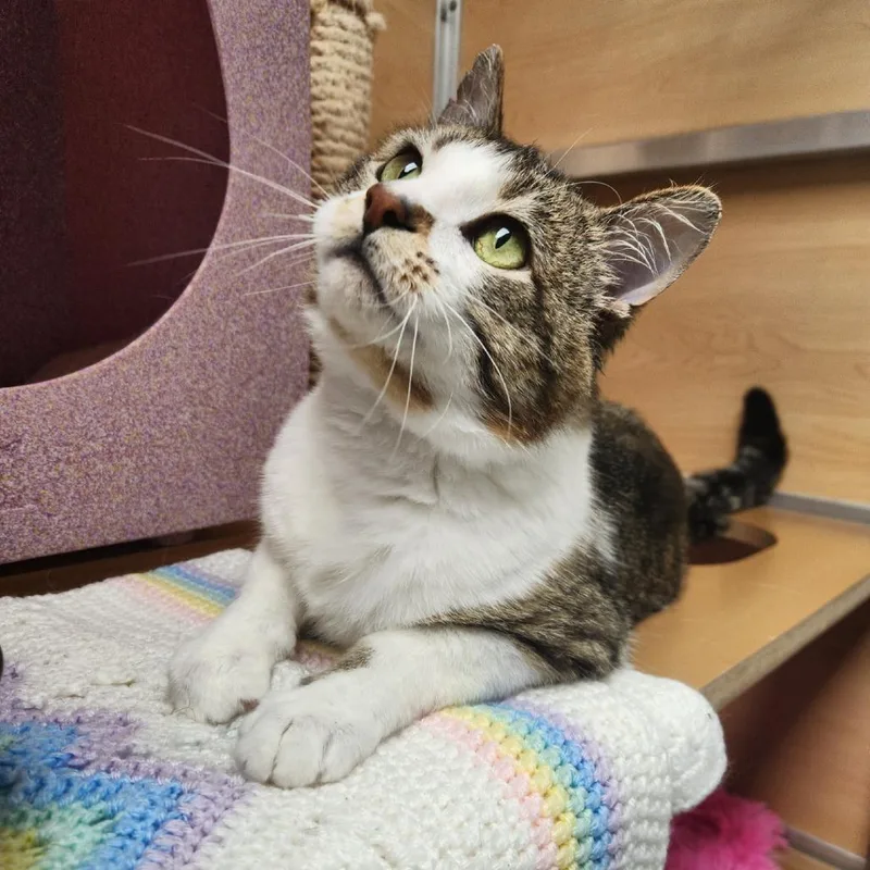 An adult large-sized male Brown / Chocolate Domestic Short Hair cat named Louie for adoption in Brookfield, WI