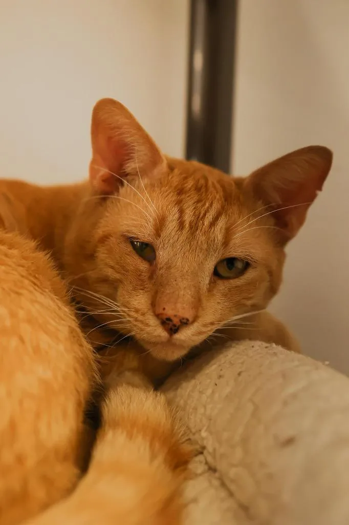 An adult medium-sized male Orange / Red Tabby cat named Harvey for adoption in Mira Loma, CA
