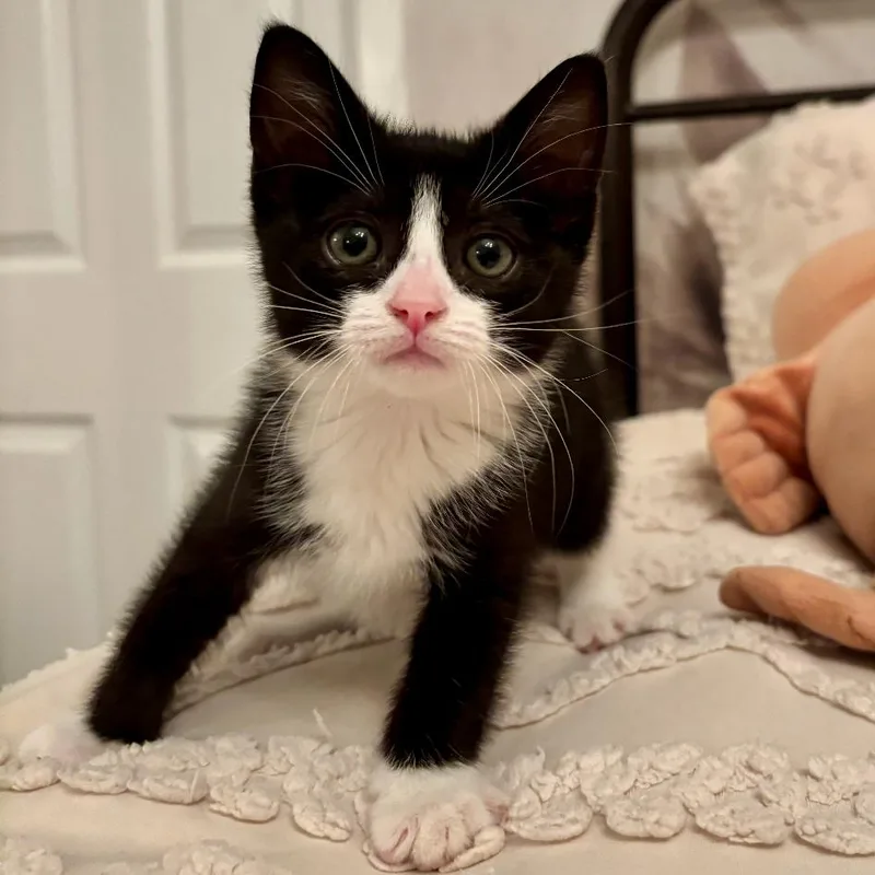 A baby small-sized female Black Domestic Medium Hair cat named Bellie for adoption in Long Beach, CA