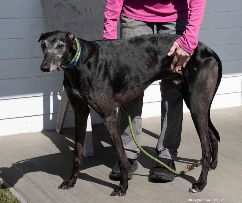 An adult large-sized male Greyhound dog named Glen for adoption in Woodinville, WA