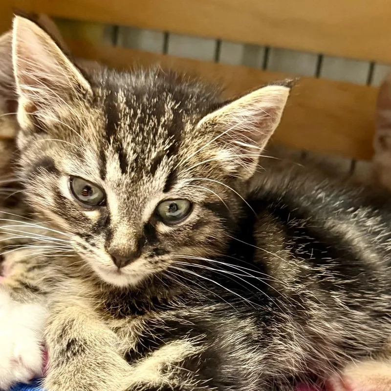A baby small-sized male Brown / Chocolate Domestic Short Hair cat named Wesley for adoption in Kansas City, MO