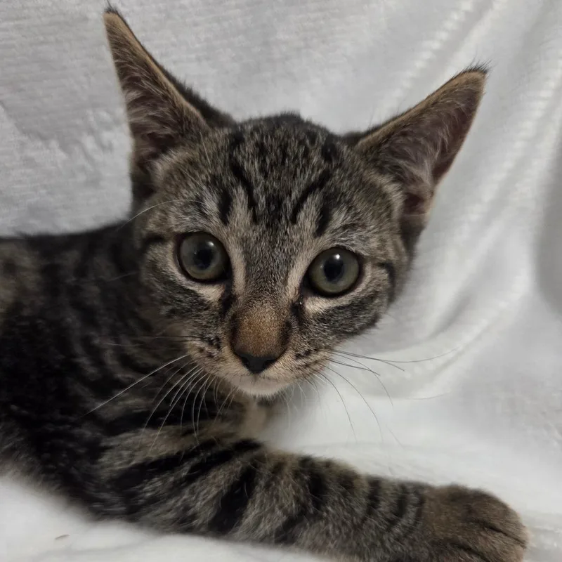 Horchata thumbnail 2