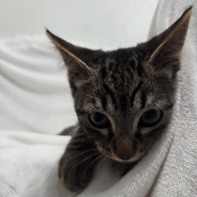 Horchata thumbnail 3