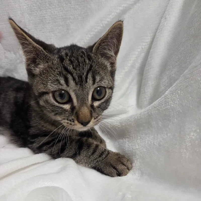 Horchata thumbnail 4