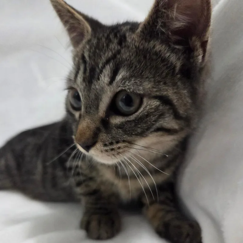 Horchata thumbnail 5