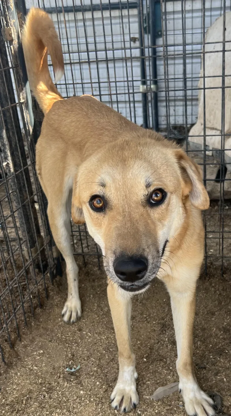A young medium-sized female Labrador Retriever dog named Nesta for adoption in Canyon, TX