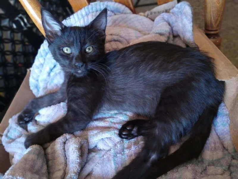 A baby small-sized female Black Domestic Short Hair cat named Garnet for adoption in tucson, AZ