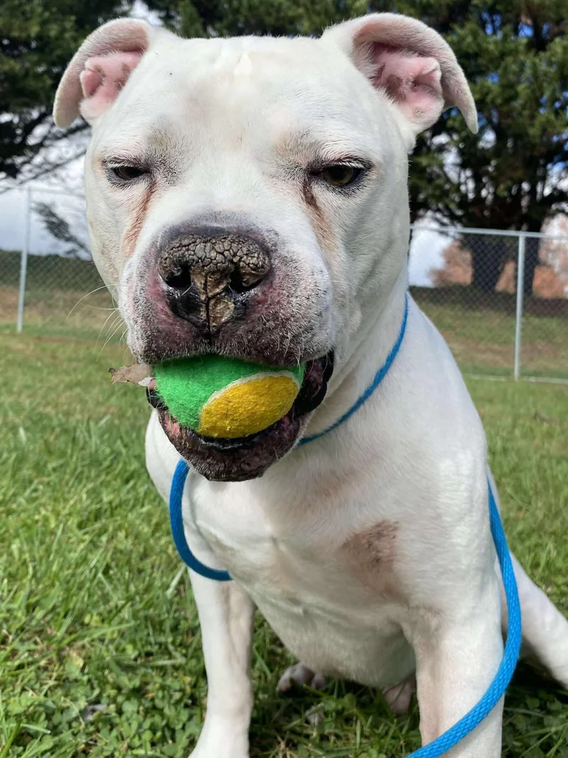 A senior large-sized male Dogo Argentino dog named Nico for adoption in Front Royal, VA