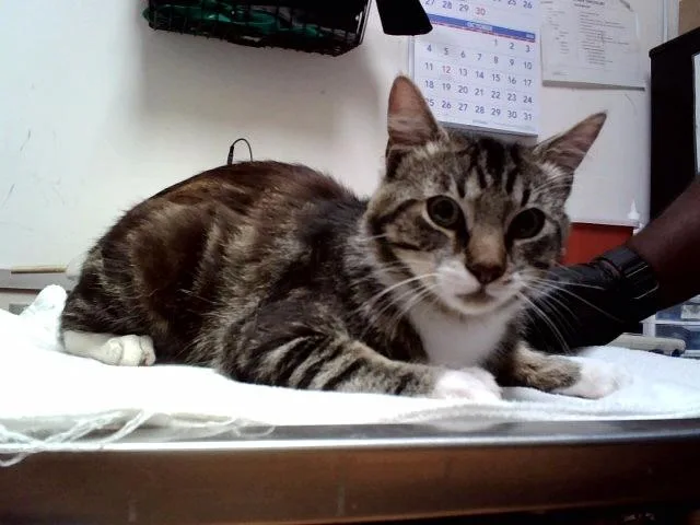 An adult medium-sized male Domestic Short Hair cat named Moose for adoption in Martinez, CA