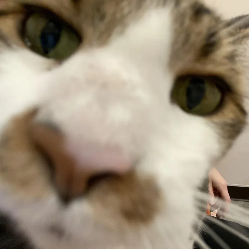 Mustachio thumbnail 4