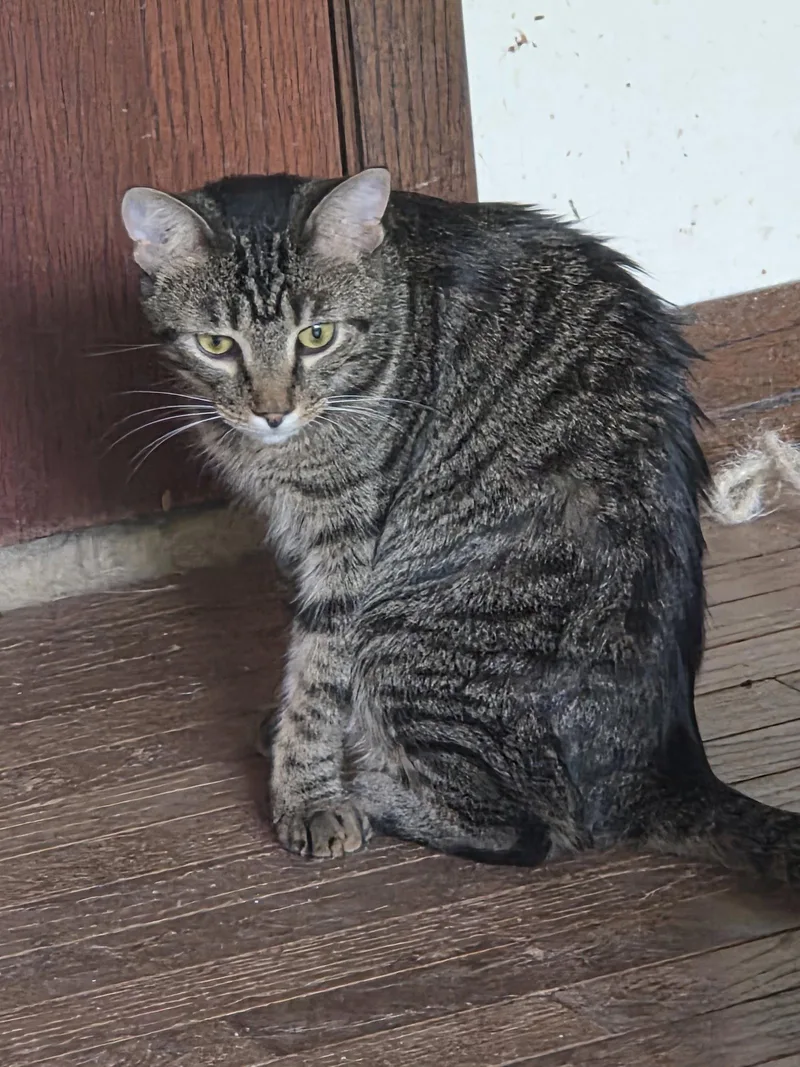 A young medium-sized female Domestic Short Hair cat named Peaches for adoption in Wheaton, IL