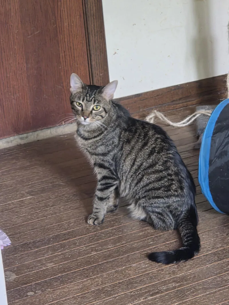 Peaches thumbnail 3