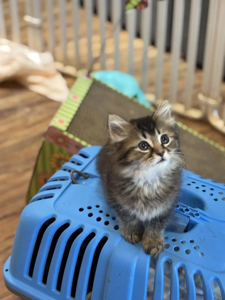 A baby large-sized male Maine Coon cat named Boba for adoption in Pinole, CA
