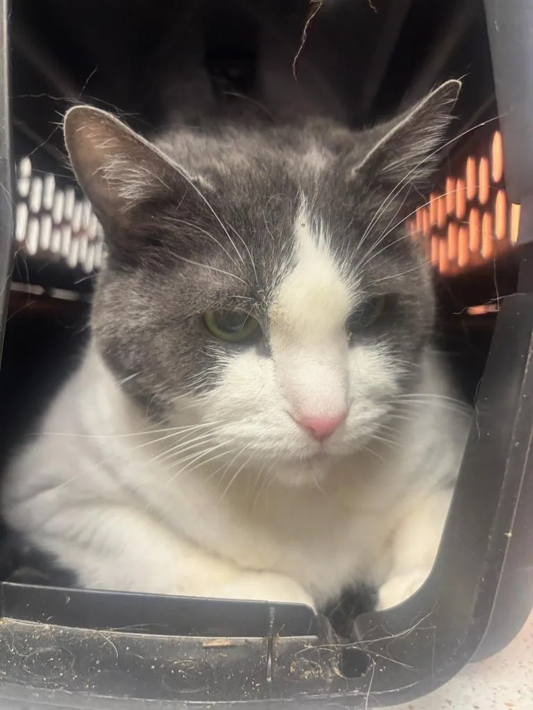 A senior large-sized male Domestic Short Hair cat named Cubby for adoption in Greenfield, IN