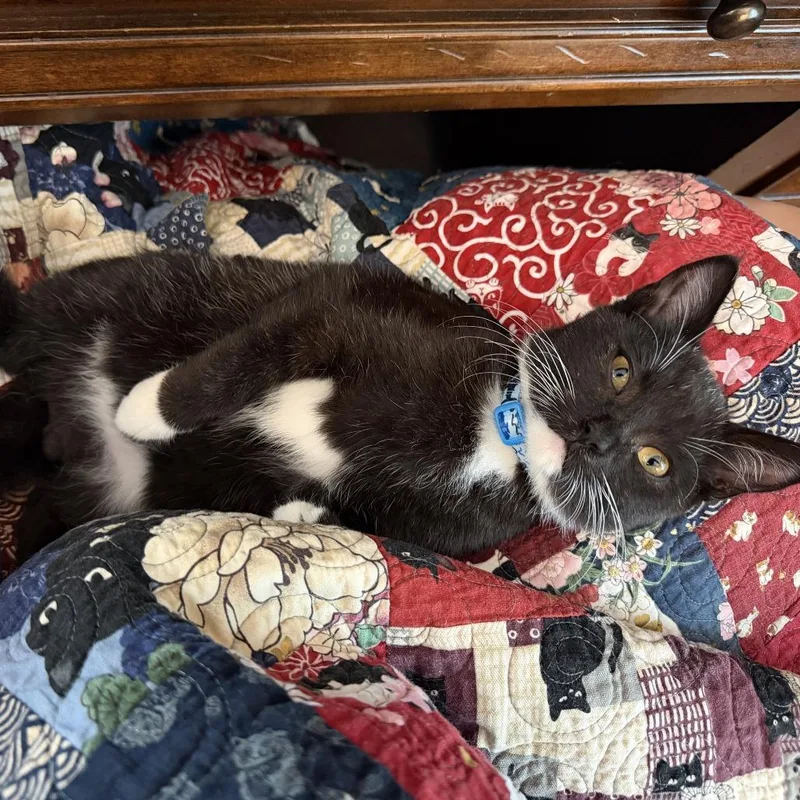 A baby small-sized male Black Domestic Short Hair cat named Sprite for adoption in Los Angeles, CA