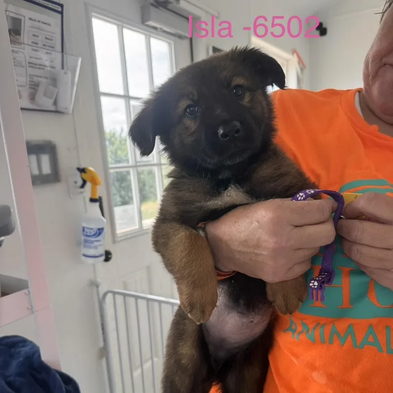 A baby medium-sized female Red / Chestnut / Orange Cattle Dog dog named Isla for adoption in Tacoma, WA