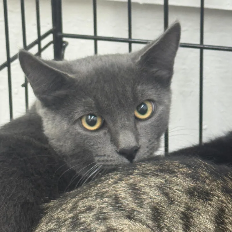 A young medium-sized male Gray / Blue / Silver Domestic Short Hair cat named Smoke for adoption in Sonora, CA