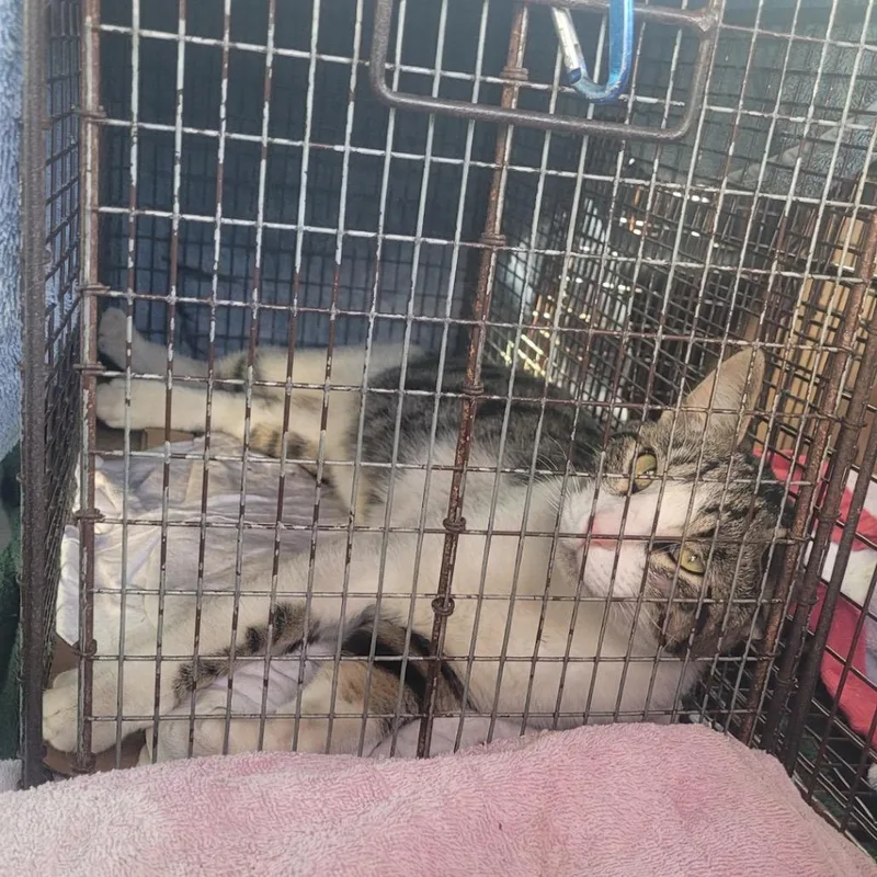 An adult medium-sized male Brown / Chocolate Domestic Short Hair cat named Chase for adoption in Curtis Bay, MD