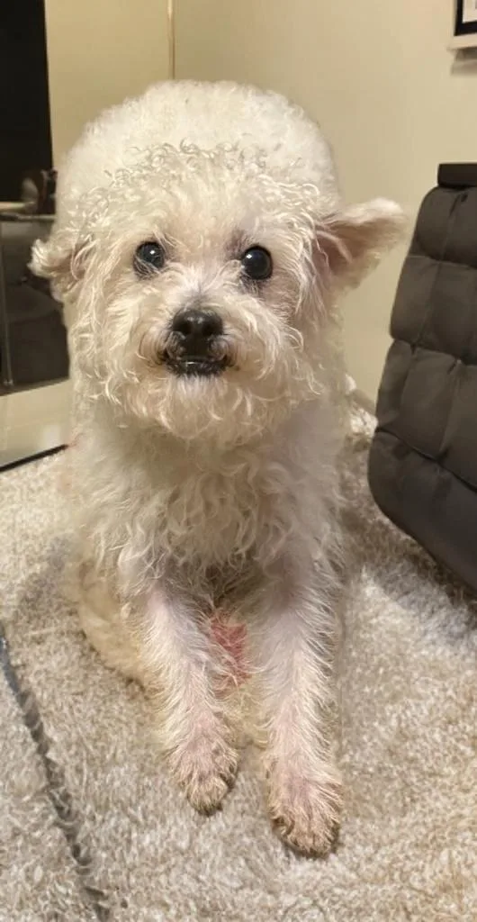 A young small-sized male Maltipoo dog named Mikey for adoption in Sumter, SC