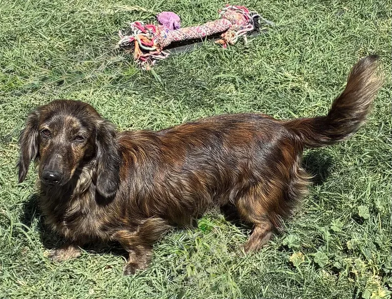 A young small-sized male Dachshund dog named Fig for adoption in Hesperia, CA