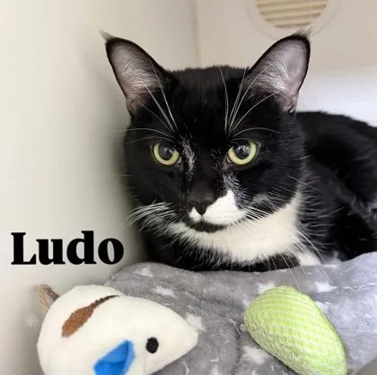 Ludo thumbnail 3
